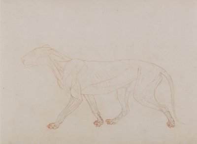 Vergleichende anatomische Darstellung des menschlichen Körpers mit einem Tiger und einem Haushuhn: Tigerkörper, Seitenansicht (zeigt die dritte Stufe der Sektion) von George Stubbs