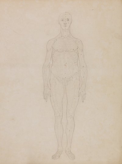Vergleichende anatomische Darstellung der Struktur des menschlichen Körpers mit der eines Tigers und eines Haushuhns: Studie der menschlichen Figur, Vorderansicht (Wahrscheinlich in Bezug auf Tafel XI) von George Stubbs