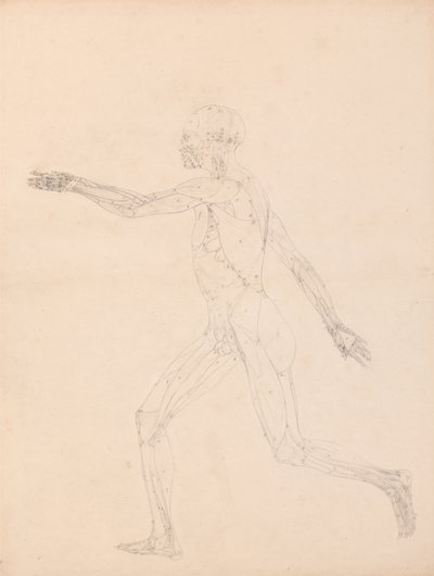 Vergleichende anatomische Darstellung der Struktur des menschlichen Körpers mit der eines Tigers und eines gewöhnlichen Huhns: Menschliche Figur, Seitenansicht von George Stubbs