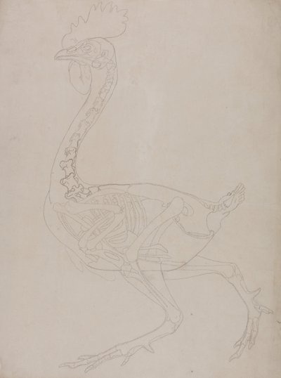 Vergleichende anatomische Darstellung der Struktur des menschlichen Körpers mit der eines Tigers und eines gewöhnlichen Huhns: Hühnerskelett, Seitenansicht von George Stubbs
