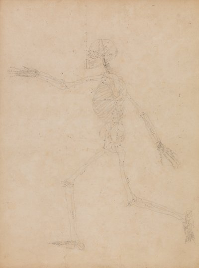 Vergleichende anatomische Darstellung des menschlichen Körpers mit einem Tiger und einem Haushuhn: Menschliches Skelett, Seitenansicht von George Stubbs