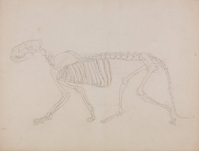 Vergleichende anatomische Darstellung des menschlichen Körpers mit einem Tiger und einem Haushuhn: Tigerskelett, Seitenansicht von George Stubbs