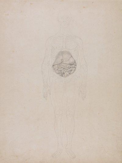 Vergleichende anatomische Darstellung der Struktur des menschlichen Körpers mit der eines Tigers und eines gewöhnlichen Huhns: Menschliche Figur, Vorderansicht (Umrisszeichnung) von George Stubbs