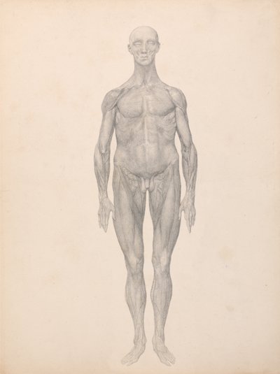 Vergleichende anatomische Darstellung der Struktur des menschlichen Körpers mit der eines Tigers und eines gewöhnlichen Huhns: Menschliche Figur, Vorderansicht, Haut und darunterliegende Faszienschichten entfernt (Fertige Studie für Tafel XI) von George Stubbs