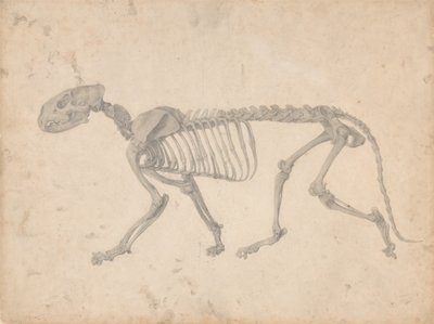 Vergleichende anatomische Darstellung der Struktur des menschlichen Körpers mit der eines Tigers und eines gewöhnlichen Huhns: Tigerskelett, Seitenansicht (Fertige Studie für Tafel IV) von George Stubbs