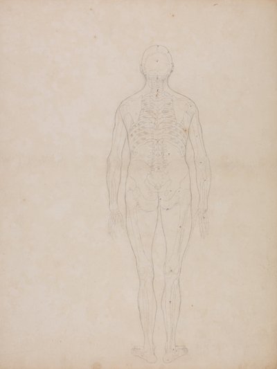 Ein vergleichender anatomischer Exposition der Struktur des menschlichen Körpers mit der eines Tigers und eines gewöhnlichen Huhns: Menschliche Figur, Rückansicht von George Stubbs