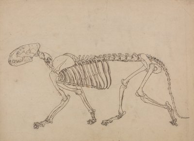 Vergleichende anatomische Darstellung der Struktur des menschlichen Körpers mit der eines Tigers und eines Haushuhns: Tigerskelett, Seitenansicht (Studie für die Schlüsselfigur zu Tafel IV) von George Stubbs