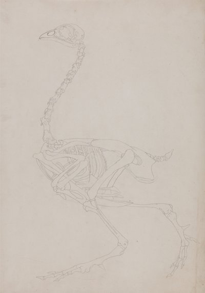 Eine vergleichende anatomische Darstellung der Struktur des menschlichen Körpers mit der eines Tigers und eines gewöhnlichen Huhns: Huhnskelett, Seitenansicht von George Stubbs