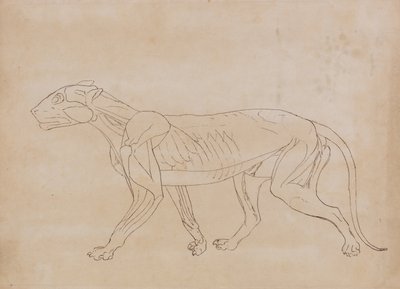 Vergleichende anatomische Darstellung der Struktur des menschlichen Körpers mit der eines Tigers und eines gewöhnlichen Huhns: Tigerkörper, Seitenansicht (Umrisszeichnung für eine Schlüsselfigur) von George Stubbs