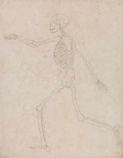 Vergleichende anatomische Darstellung der Struktur des menschlichen Körpers mit der eines Tigers und eines gewöhnlichen Huhns: Menschliches Skelett, Seitenansicht von George Stubbs