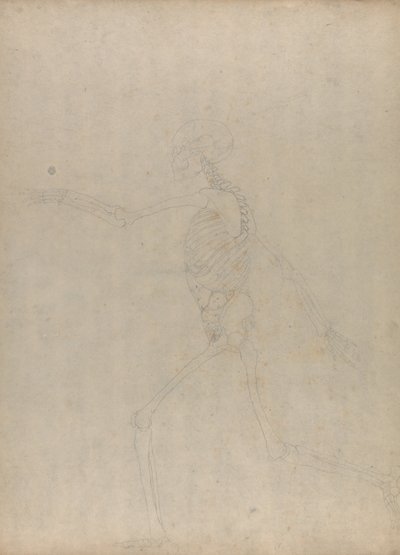 Vergleichende anatomische Darstellung der Struktur des menschlichen Körpers mit der eines Tigers und eines gewöhnlichen Huhns: Menschliches Skelett, Seitenansicht von George Stubbs