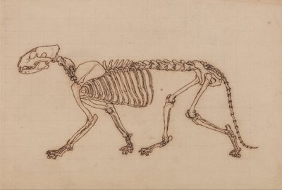 Vergleichende anatomische Darstellung der Struktur des menschlichen Körpers mit der eines Tigers und eines gewöhnlichen Vogels: Tigerskelett, Seitenansicht von George Stubbs