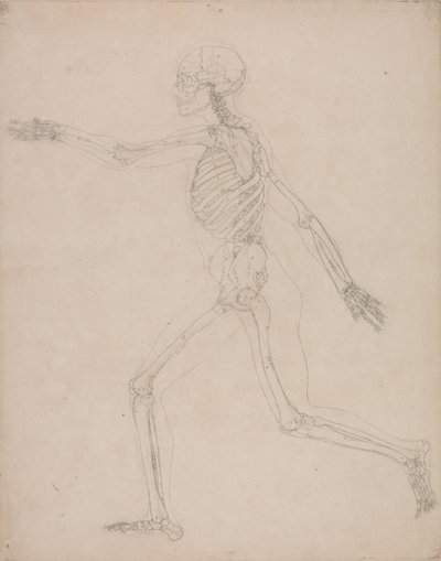 Vergleichende anatomische Darstellung der Struktur des menschlichen Körpers mit der eines Tigers und eines gewöhnlichen Huhns: Menschliches Skelett, Seitenansicht von George Stubbs