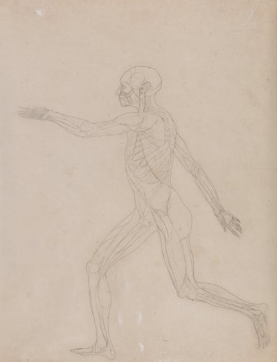 Vergleichende anatomische Darstellung des menschlichen Körpers mit einem Tiger und einem gewöhnlichen Huhn: Menschliche Figur, Seitenansicht von George Stubbs