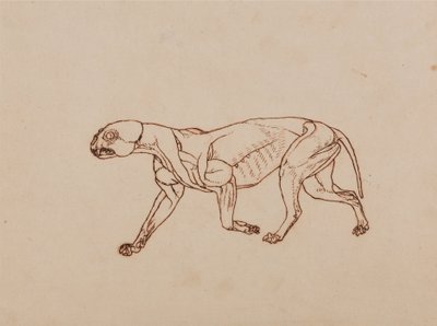 Ein vergleichender anatomischer Exposition der Struktur des menschlichen Körpers mit der eines Tigers und eines gewöhnlichen Huhns: Leopardenkörper, Seitenansicht von George Stubbs