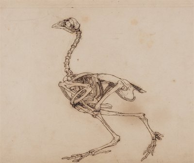 Vergleichende anatomische Darstellung der Struktur des menschlichen Körpers mit der eines Tigers und eines gewöhnlichen Huhns: Dorking-Huhn-Skelett, Seitenansicht von George Stubbs