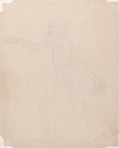 Vergleichende anatomische Darstellung der Struktur des menschlichen Körpers mit der eines Tigers und eines gewöhnlichen Huhns: Menschliche Figur, Seitenansicht von George Stubbs