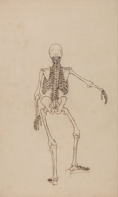 Vergleichende anatomische Darstellung der Struktur des menschlichen Körpers mit der eines Tigers und eines gewöhnlichen Huhns: Menschliches Skelett, Rückansicht von George Stubbs