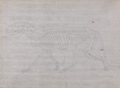 Vergleichende anatomische Darstellung der Struktur des menschlichen Körpers mit der eines Tigers und eines gewöhnlichen Huhns: Tigerkörper, Seitenansicht von George Stubbs