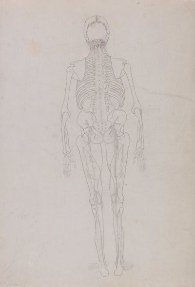 Vergleichende anatomische Darstellung der Struktur des menschlichen Körpers mit der eines Tigers und eines gewöhnlichen Huhns: Menschliche Figur, Rückansicht (Umrisszeichnung für eine Schlüsselfigur, die das Endstadium der Sektion zeigt) von George Stubbs