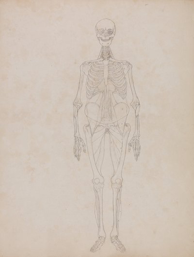 Vergleichende anatomische Darstellung der Struktur des menschlichen Körpers mit der eines Tigers und eines gewöhnlichen Huhns: Menschliche Figur, Vorderansicht (Umrissfigur) von George Stubbs