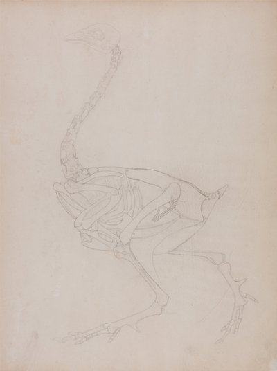 Vergleichende anatomische Darstellung der Struktur des menschlichen Körpers mit der eines Tigers und eines gewöhnlichen Huhns: Hühnerkörper, Seitenansicht von George Stubbs