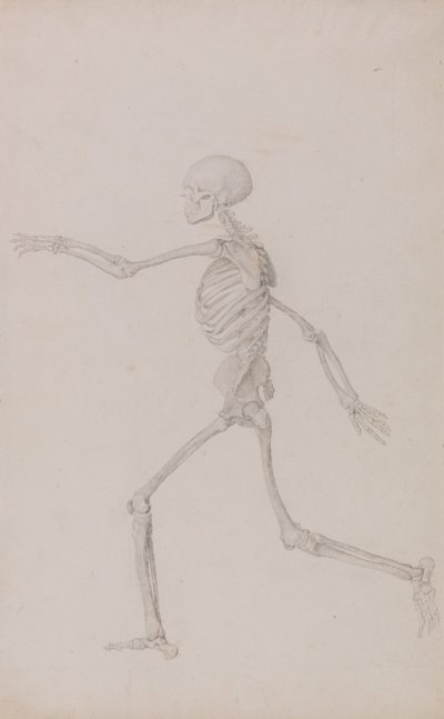 Eine vergleichende anatomische Darstellung der Struktur des menschlichen Körpers mit der eines Tigers und eines gewöhnlichen Huhns: Menschliches Skelett, Seitenansicht von links gesehen, laufend (Fertige Studie für Tafel III) von George Stubbs