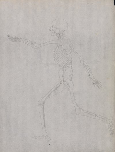 Vergleichende anatomische Darstellung der Struktur des menschlichen Körpers mit der eines Tigers und eines gewöhnlichen Vogels: Menschliche Figur, Seitenansicht von George Stubbs