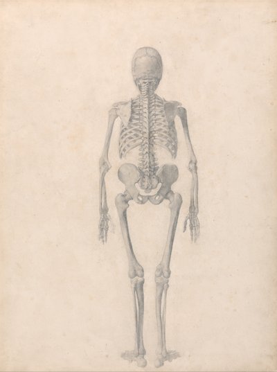 Vergleichende anatomische Darstellung der Struktur des menschlichen Körpers mit der eines Tigers und eines gewöhnlichen Huhns: Menschliches Skelett, Rückansicht (Fertige Studie für Tafel II) von George Stubbs