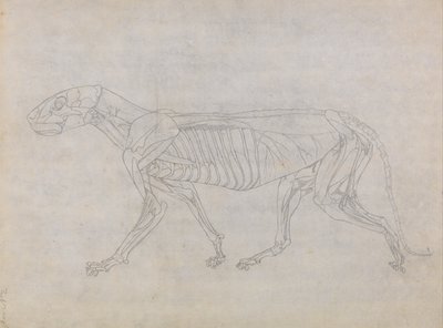 Vergleichende anatomische Darstellung der Struktur des menschlichen Körpers mit der eines Tigers und eines gewöhnlichen Vogels: Tigerkörper, Seitenansicht von George Stubbs