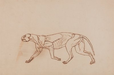 Vergleichende anatomische Darstellung des menschlichen Körpers mit dem eines Tigers und eines gewöhnlichen Huhns: Leopardenkörper, Seitenansicht von George Stubbs