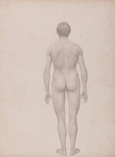 Vergleichende anatomische Darstellung der Struktur des menschlichen Körpers mit der eines Tigers und eines gewöhnlichen Huhns: Menschliche Figur, Rückansicht (unzerlegt) von George Stubbs
