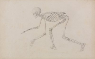 Vergleichende anatomische Darstellung der Struktur des menschlichen Körpers mit der eines Tigers und eines gewöhnlichen Huhns: Menschliches Skelett, Seitenansicht (in kriechender Haltung) von George Stubbs