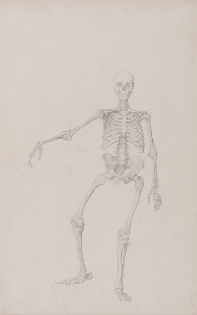 Vergleichende anatomische Darstellung der Struktur des menschlichen Körpers mit der eines Tigers und eines gewöhnlichen Huhns: Menschliches Skelett, Vorderansicht (rechter Arm ausgestreckt) von George Stubbs