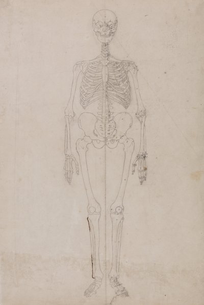 Vergleichende anatomische Darstellung der Struktur des menschlichen Körpers mit der eines Tigers und eines gewöhnlichen Huhns: Menschliches Skelett, Vorderansicht (endgültige Studie) von George Stubbs
