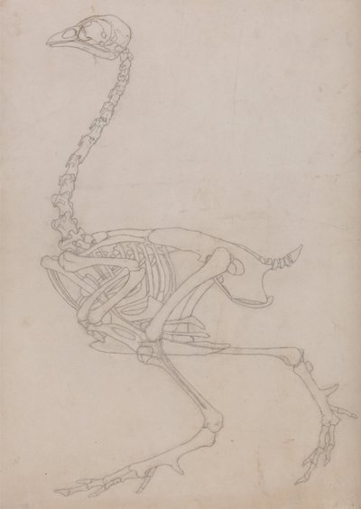 Vergleichende anatomische Darstellung der Struktur des menschlichen Körpers mit der eines Tigers und eines gewöhnlichen Huhns: Hühnerskelett, Seitenansicht (Umrisszeichnung des Skeletts) von George Stubbs