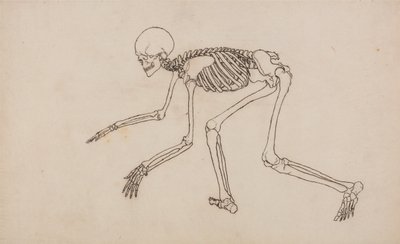 Vergleichende anatomische Darstellung der Struktur des menschlichen Körpers mit der eines Tigers und eines gewöhnlichen Huhns: Menschliches Skelett, Seitenansicht von George Stubbs