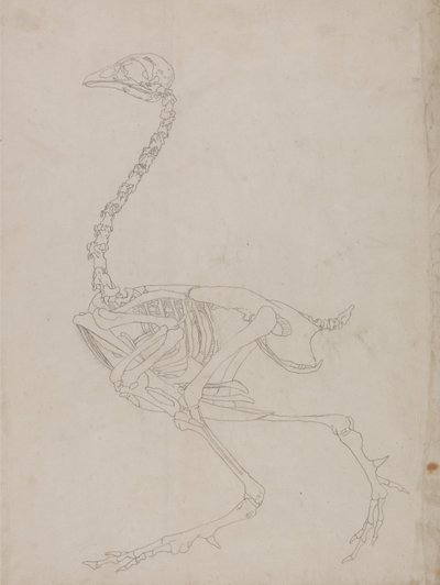 Vergleichende anatomische Darstellung der Struktur des menschlichen Körpers mit der eines Tigers und eines gewöhnlichen Huhns: Hühnerskelett, Seitenansicht (Umrisszeichnung des Skeletts) von George Stubbs
