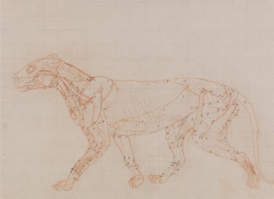 Vergleichende anatomische Darstellung der Struktur des menschlichen Körpers mit der eines Tigers und eines gewöhnlichen Huhns: Tigerkörper, Seitenansicht (Studie der Muskeln) von George Stubbs