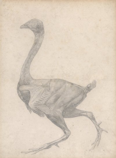 Vergleichende anatomische Darstellung der Struktur des menschlichen Körpers mit der eines Tigers und eines gewöhnlichen Huhns: Huhn, Seitenansicht, mit entfernter Haut und darunterliegenden Faszienschichten von George Stubbs