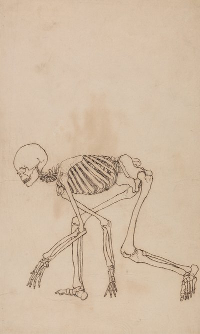 Vergleichende anatomische Darstellung der Struktur des menschlichen Körpers mit der eines Tigers und eines gewöhnlichen Huhns: Menschliches Skelett, Seitenansicht von George Stubbs
