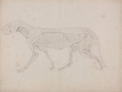Vergleichende anatomische Darstellung der Struktur des menschlichen Körpers mit der eines Tigers und eines gewöhnlichen Huhns: Tigerkörper, Seitenansicht von George Stubbs