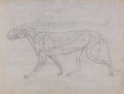 Vergleichende anatomische Darstellung der Struktur des menschlichen Körpers mit der eines Tigers und eines gewöhnlichen Huhns: Tigerkörper, Seitenansicht von George Stubbs