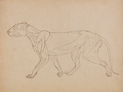 Vergleichende anatomische Darstellung der Struktur des menschlichen Körpers mit der eines Tigers und eines gewöhnlichen Huhns: Tigerkörper, Seitenansicht von George Stubbs