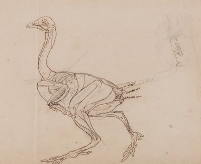 Vergleichende anatomische Darstellung der Struktur des menschlichen Körpers mit der eines Tigers und eines gewöhnlichen Huhns: Dorking-Hühnerkörper, Seitenansicht (Umrisszeichnung der Muskeln) von George Stubbs