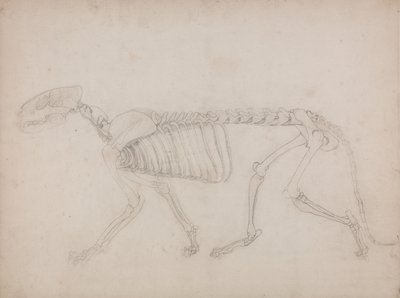 Vergleichende anatomische Darstellung der Struktur des menschlichen Körpers mit der eines Tigers und eines gewöhnlichen Huhns: Tigerskelett, Seitenansicht von George Stubbs