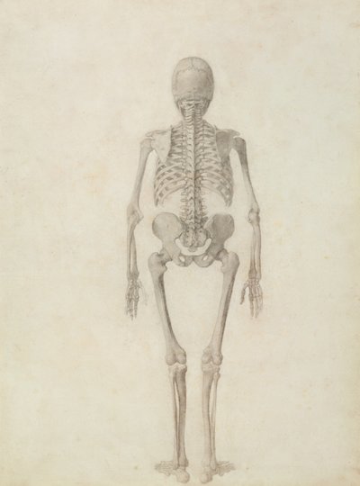 Eine vergleichende anatomische Darstellung der Struktur des menschlichen Körpers mit der eines Tigers und eines gewöhnlichen Huhns: Menschliches Skelett, Rückansicht von George Stubbs