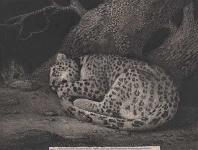 Ein schlafender Leopard, vom Künstler graviert, veröffentlicht 1791 (Radierung) von George Stubbs