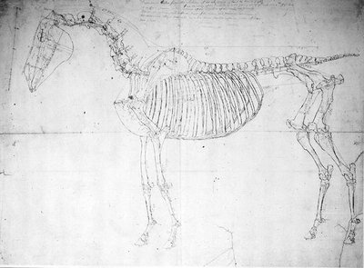 Anatomische Studie eines Pferdes von George Stubbs