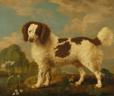 Brauner und weißer Norfolk- oder Wasserspaniel von George Stubbs